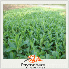 100% pure organic stevia for wholesale